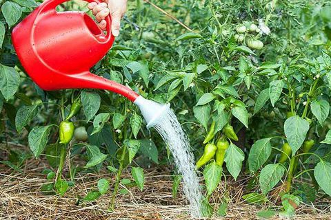 watering pepper