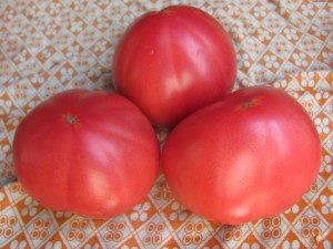 ulubiony pomidor na stole