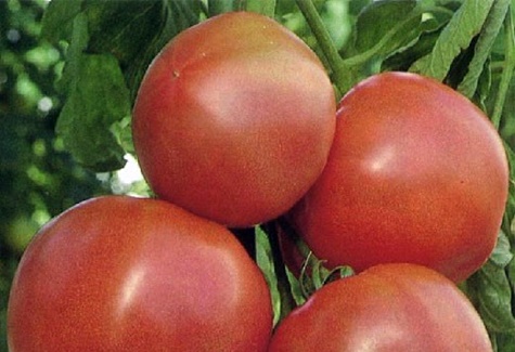 tomatenstruiken roze oplossing