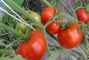 Pomidorų veislės aprašymas ir savybės Linksmas kaimynas