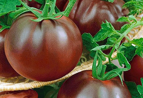 Viagra arbustos de tomate