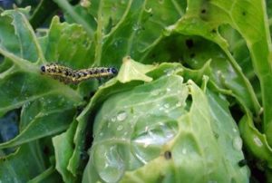 How to process cabbage from caterpillars with folk remedies