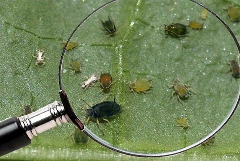mga beetle sa ilalim ng isang magnifying glass