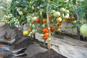 Tomaattilajikkeen ominaisuudet ja kuvaus Flash