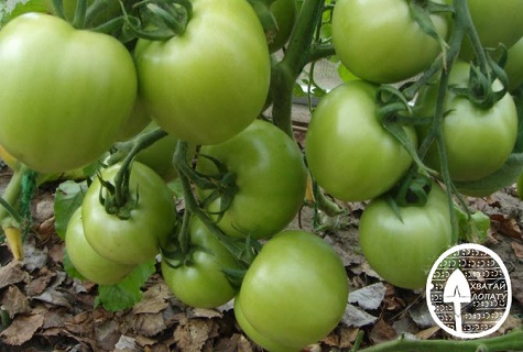 Tomatenblitz