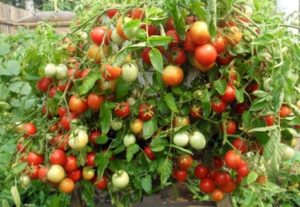 Características y descripción de la variedad de tomate Babushkina pride, su rendimiento.