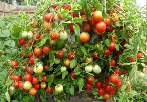 Tomatenbüsche Omas Stolz