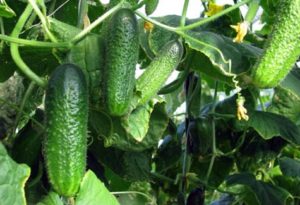 Cultius de cogombres en terreny obert i en hivernacle per al territori de Krasnodar, les millors varietats