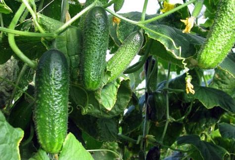 cucumber bushes