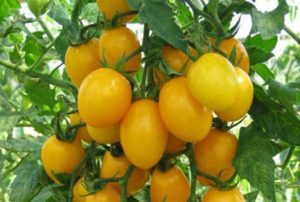 Opis a vlastnosti odrody paradajok jantárová partia f1