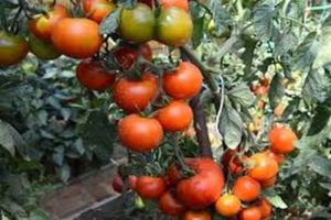 Descripción de la variedad de tomate enano japonés y rendimiento.