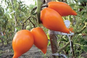 Kenmerken en beschrijving van de tomatensoort Southern tan, opbrengst