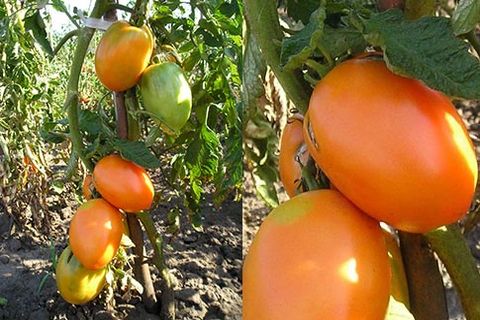 tomaatin ominaisuudet