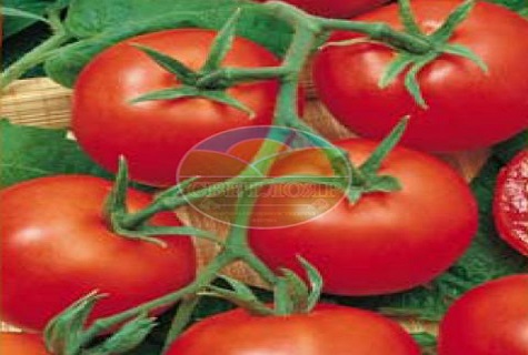 Tomaten abdecken