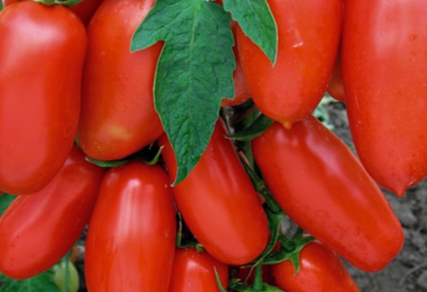 lapwings af tomatafgrøder