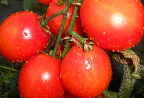 tomato bushes Countryman