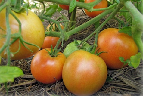 pomodoro Ciambella dolce in giardino
