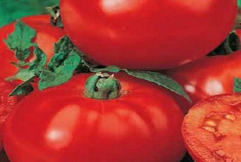 pomidorų natiurmortas