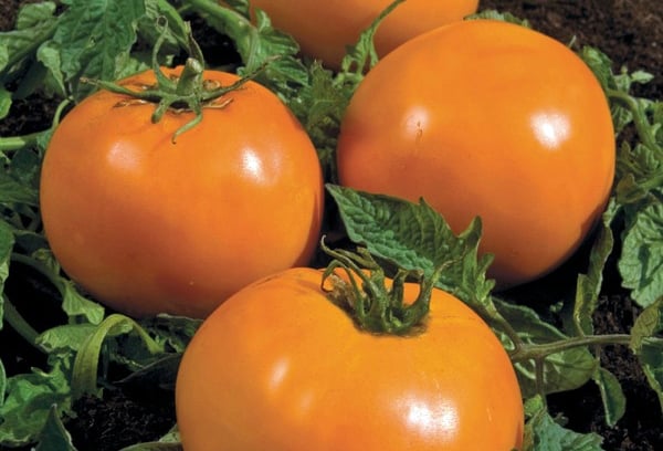 bursztynowy wygląd pomidora