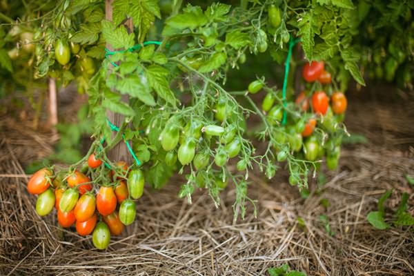 arbustos de tomate chio chio san