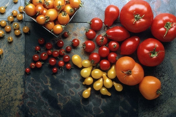 nhiều loại cà chua trên bàn