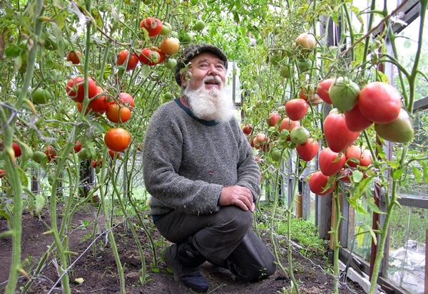 un uomo seduto in una serra con pomodori