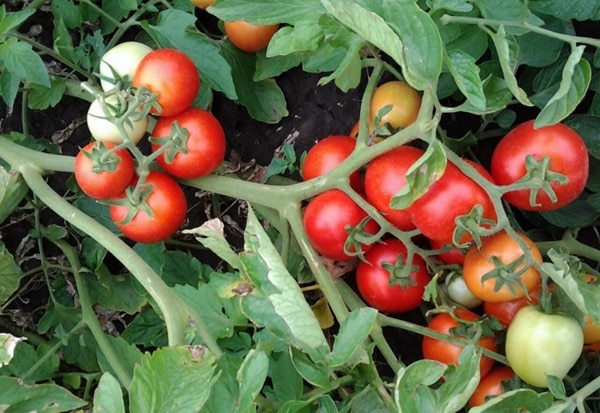 tomatbuske alenka