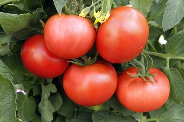 das Erscheinen eines Tomaten-Superpreises