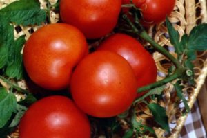 De beste variëteiten tomaten voor een polycarbonaatkas in de regio Moskou