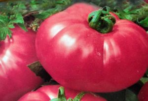 Beschrijving van tomatenthee roos en kenmerken van de variëteit