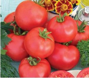 Cà chua tiêu chuẩn là gì, giống tốt nhất cho mặt đất và nhà kính