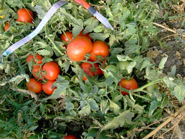 krzewy pomidorów Titan