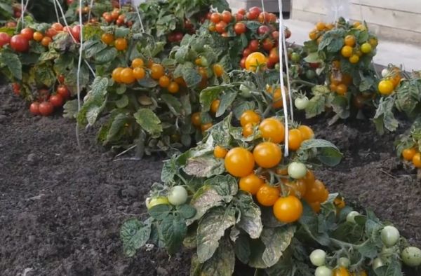 tomates standard dans le jardin