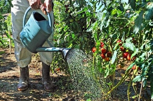 tomaat in de tuin water geven