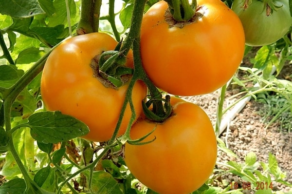 dzintara tomātu dārzā