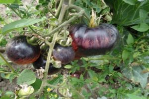 Description of the tomato variety Amethyst jewel and its characteristics