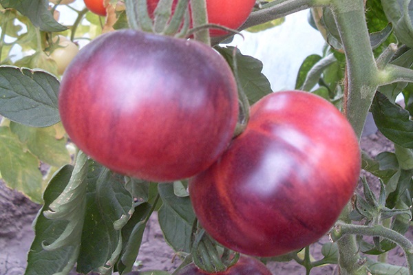 tomatenpoorten