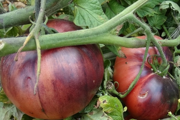 Descripción de la variedad de tomate Joya Amatista y sus características