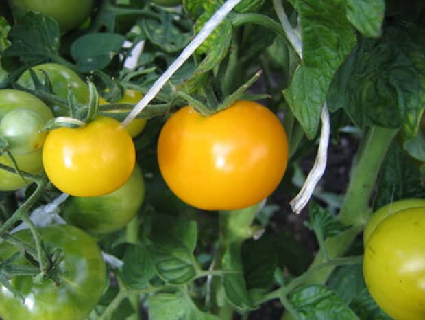 paradajková antoshka