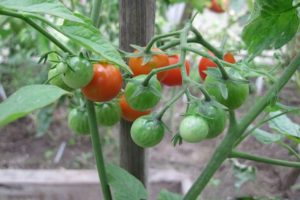 Đặc điểm và mô tả của cà chua lai Barberry