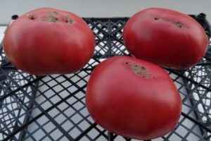 Descripción de la variedad de tomate Big Dipper y su rendimiento