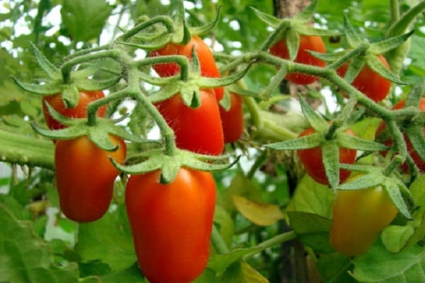 pomidor wiśniowy