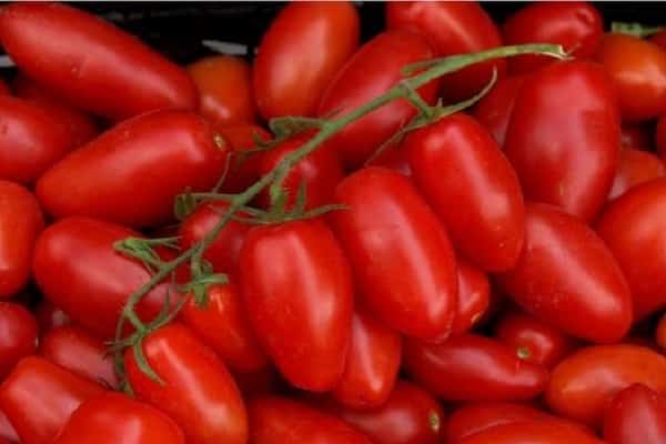 jasny czerwony pomidor