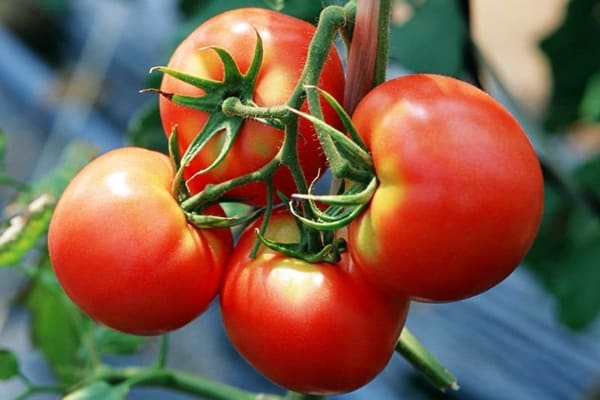 tomaattien pensaat