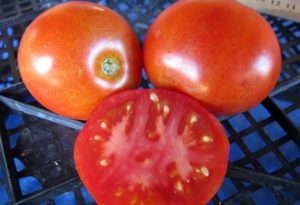 Beschrijving van vroegrijpe tomaat Ephemer en kenmerken van de variëteit