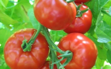 tomaat natus