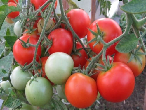 tomatenstruiken Ephemer