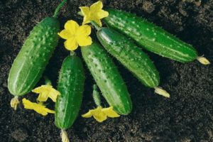 Descrizione della varietà e coltivazione del cetriolo Libella