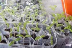 Plantación y consejos para cultivar tomates según el método Galina Kizima.