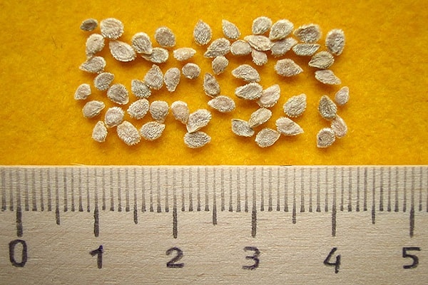 germinated seeds